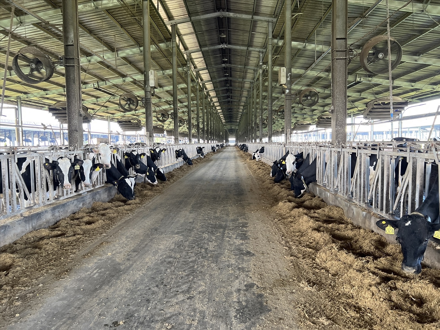 Trang trại bò sữa công nghệ cao Phú Yên bị xử phạt vì vi phạm các quy định về môi trường