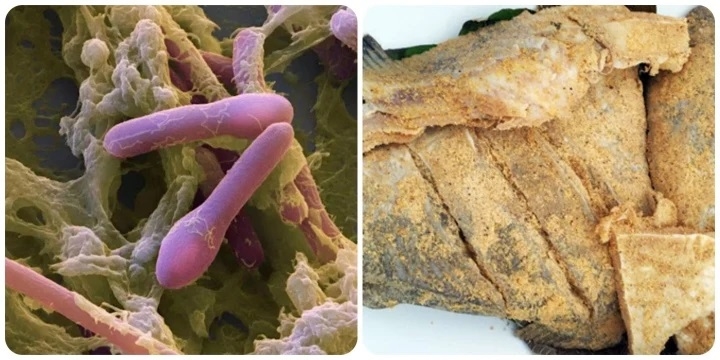 Vi khuẩn Botulinum gây ngộ độc ở cá chép ủ chua 
