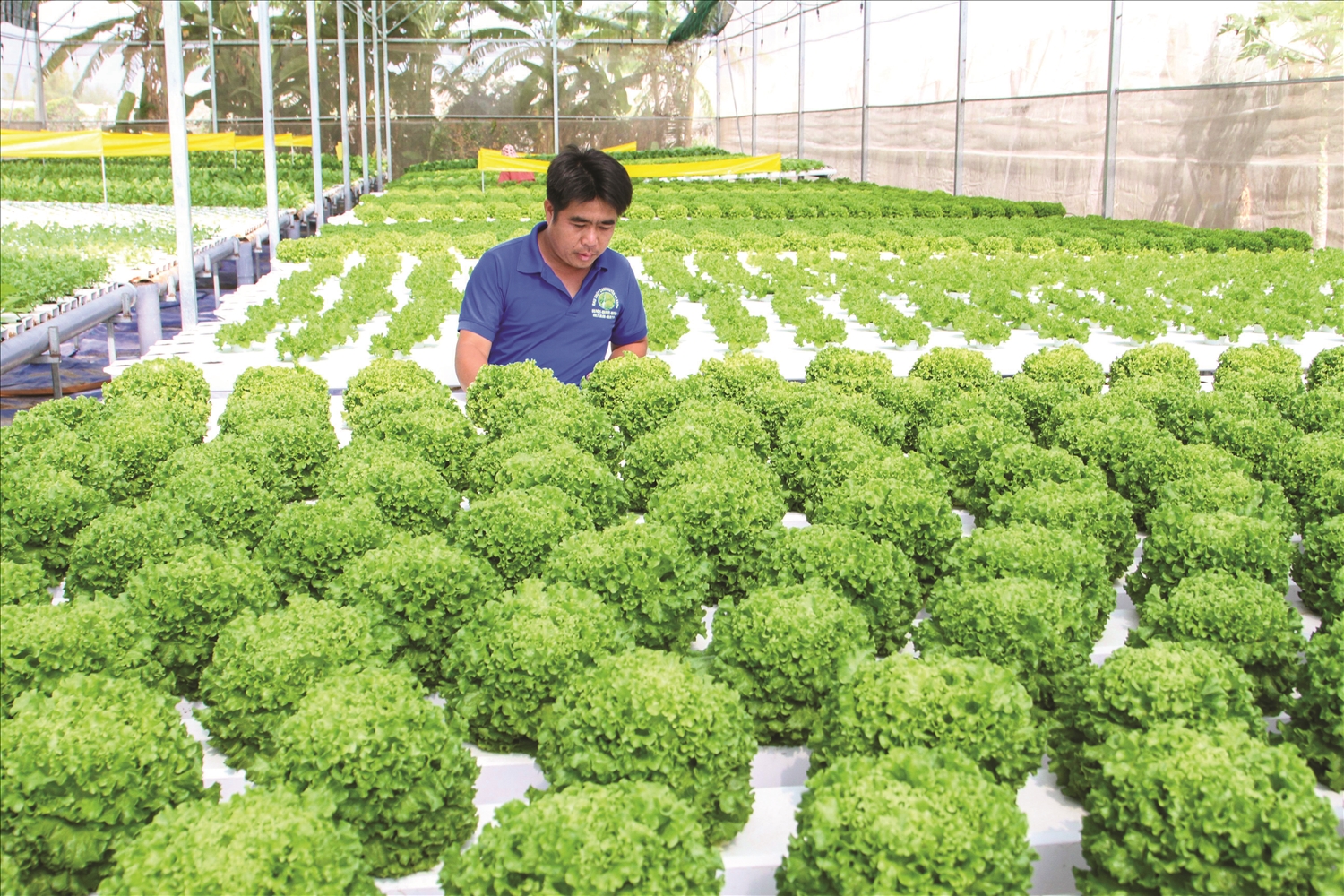 Anh Nguyễn Minh Châu trồng thủy canh rau xà lách Lolo chuẩn bị thu hoạch. 
