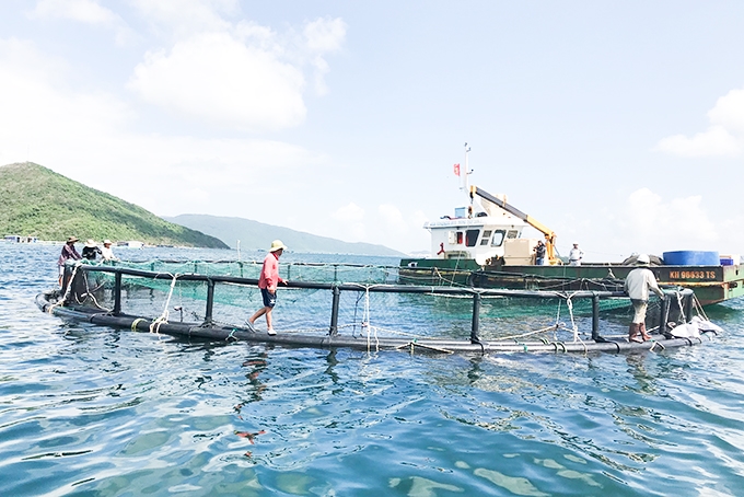 Giảm khai thác, tăng nuôi biển là hướng đi đúng đắn, dài hơi cho ngành thủy sản Việt Nam