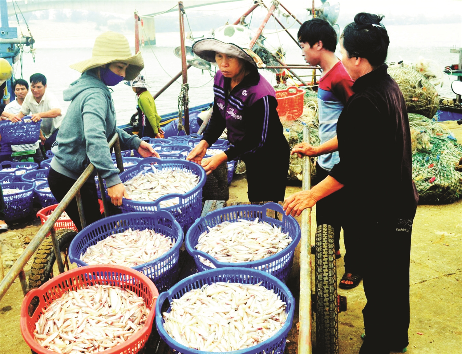 Ngư dân huyện Gio Linh được mùa cá.