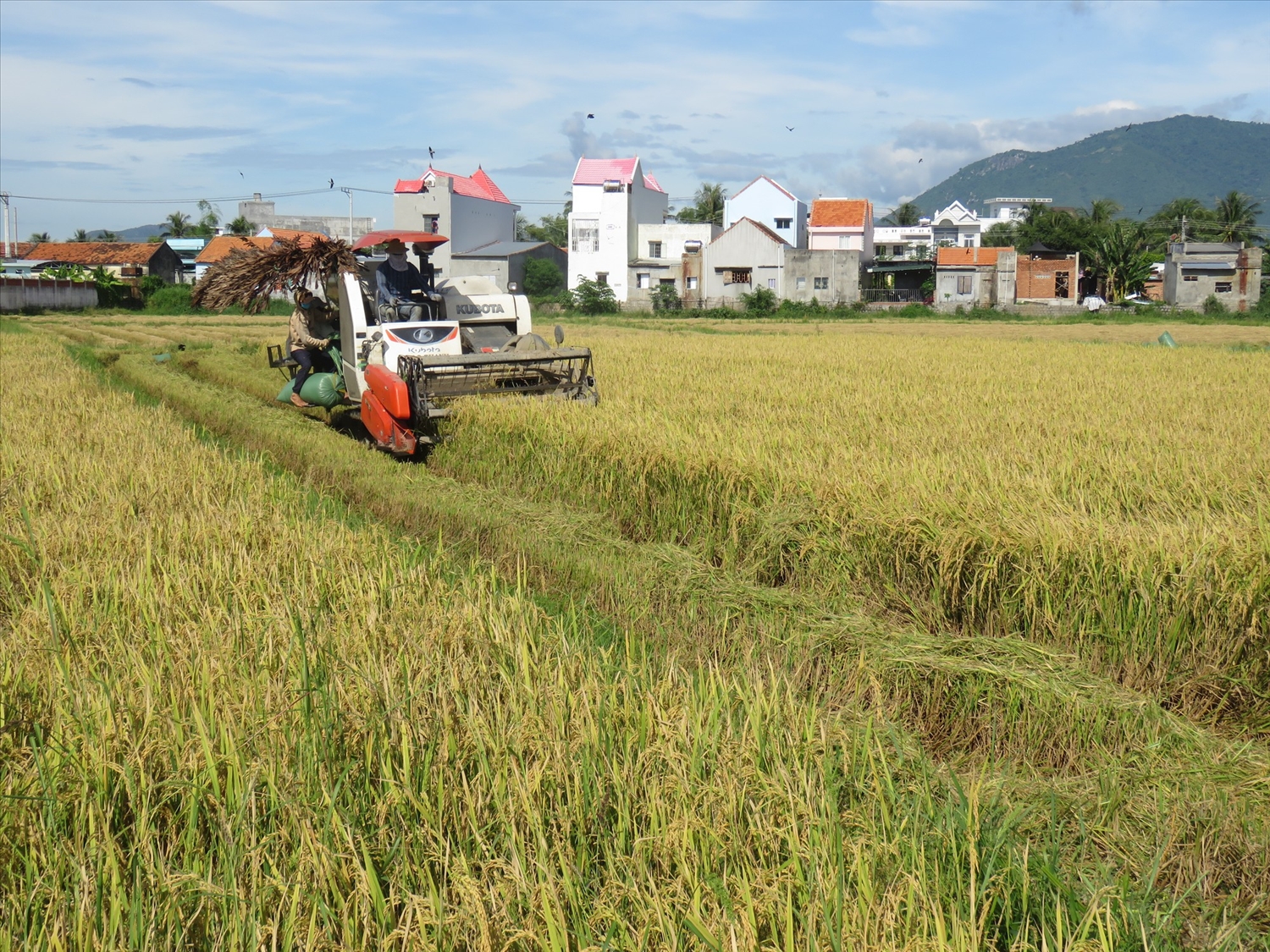 Năm 2023, tỉnh Khánh Hòa sẽ chuyển đổi 339,5 ha từ trồng lúa sang trồng cây hàng năm khác