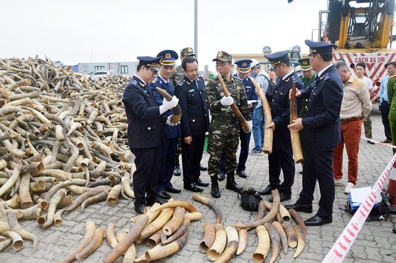 Vụ buôn bán ngà voi với khối lượng lớn bị bắt giữ tại Cảng quốc tế Lạch Huyện (Hải Phòng)
