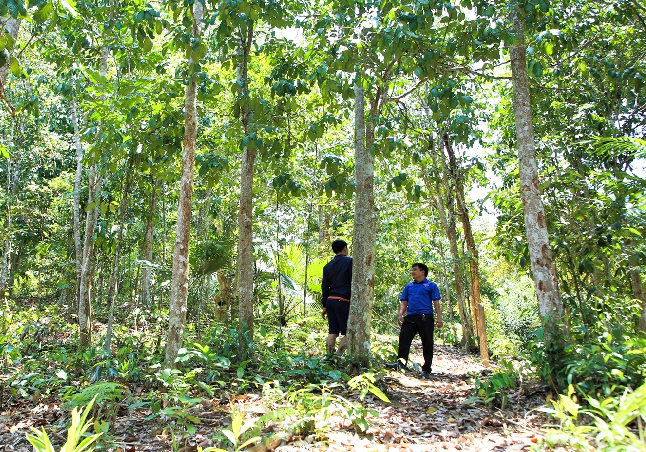 Diện tích rừng gỗ lớn ở Quảng Nam ngày càng được mở rộng.