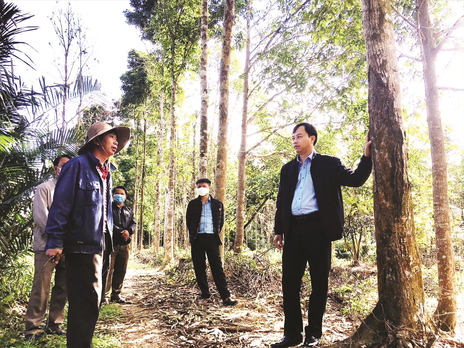 Trồng rừng gỗ lớn ở Quảng Nam đang phát triển theo chiều hướng tích cực.