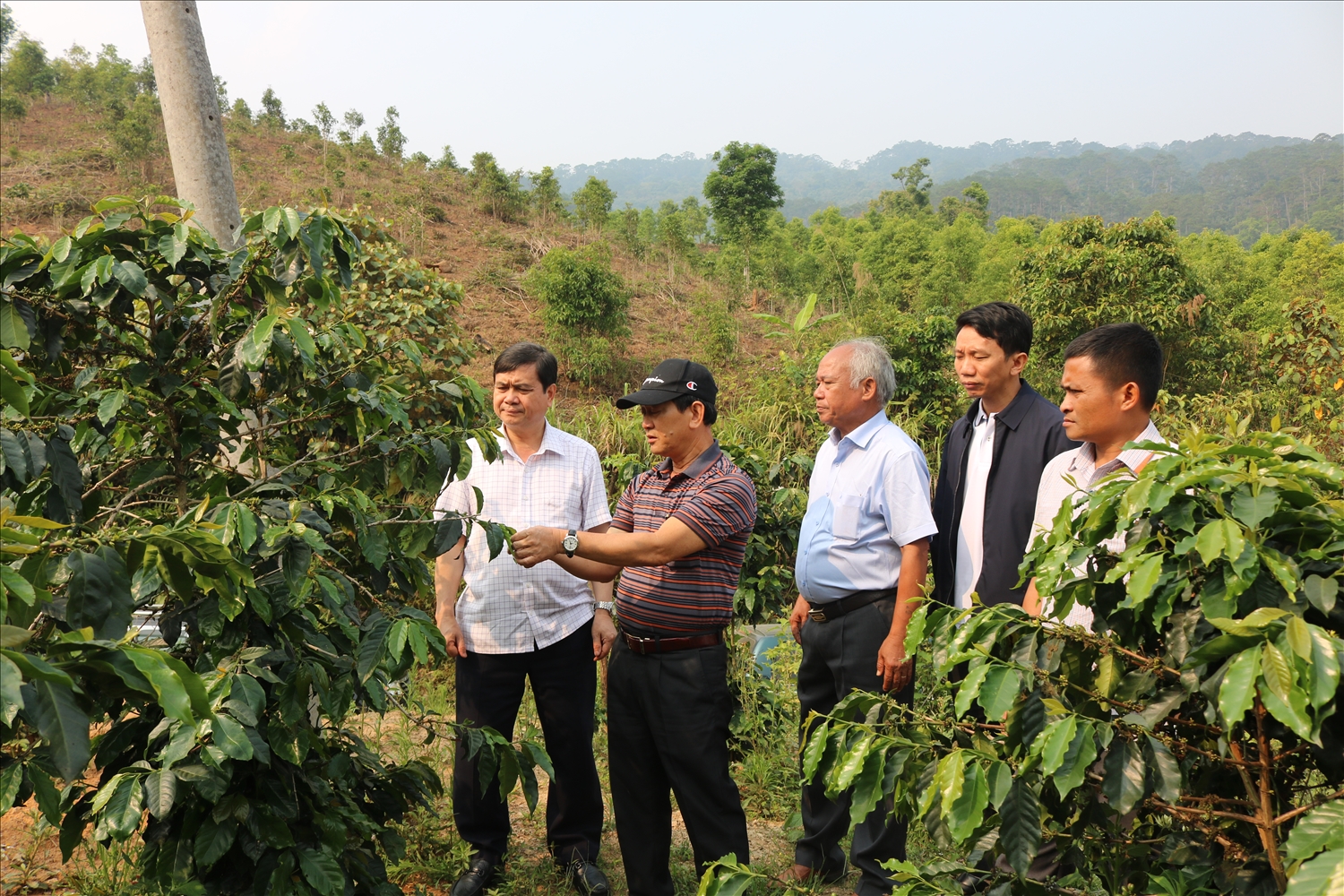Bí thư Tỉnh uỷ Kon Tum Dương Văn Trang (đội nón đen) thăm mô hình trồng cà phê xứ lạnh của các hộ dân tại thôn Kon Riêng, xã Đăk Choong