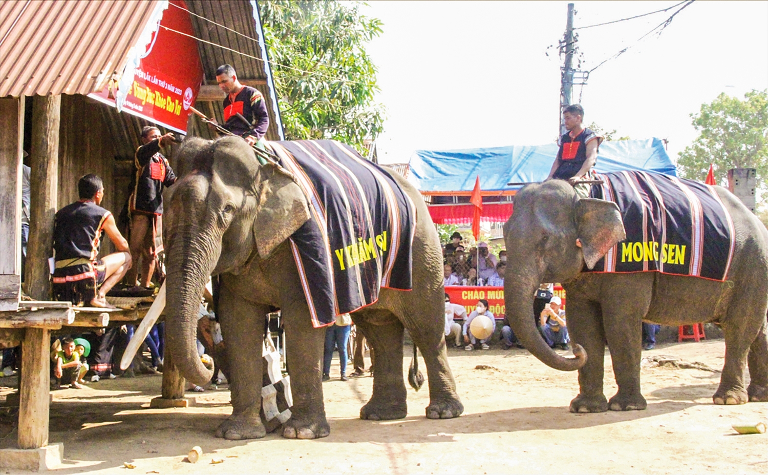 Các gia đình chủ voi thường xuyên thực hiện Lễ cúng sức khỏe cho voi nhà
