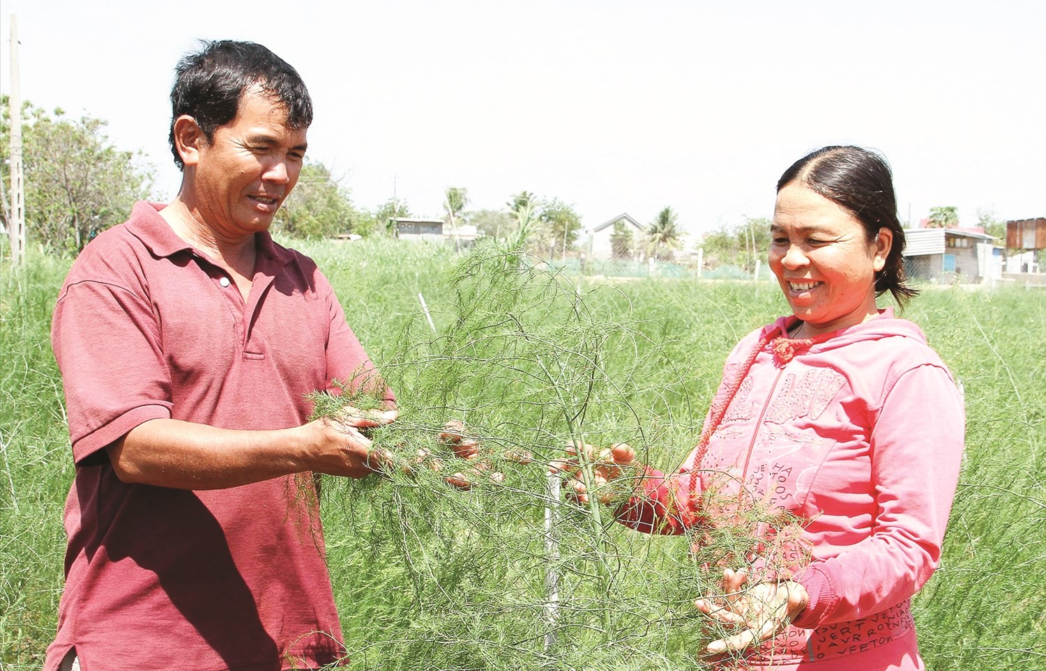 Nông dân làng Chăm Tuấn Tú trồng cây măng tây xanh đạt tiêu chuẩn VietGAP