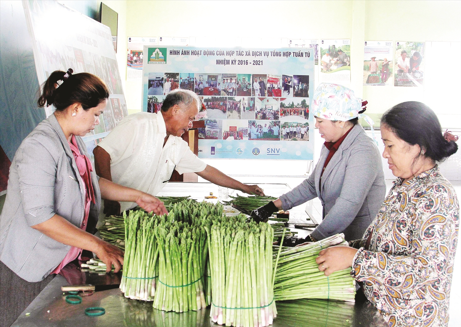 HTX Tuấn Tú thu mua sản phẩm măng tây xanh của các hộ thành viên với giá ổn định 50.000 đồng/kg