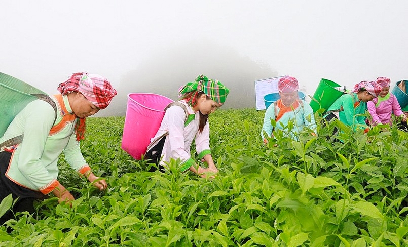 Cây chè đang được coi là cây trồng chủ lực góp phần nâng cao thu nhập cho bà con Nhân dân trên địa bàn huyện vùng cao Mường Khương