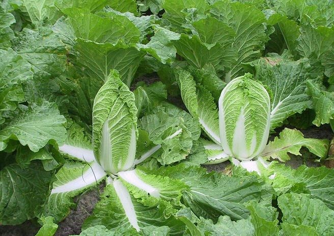 Cải thảo là loại rau dễ trồng, thời gian sinh trưởng ngắn, có thể trồng nhiều vụ trong năm.