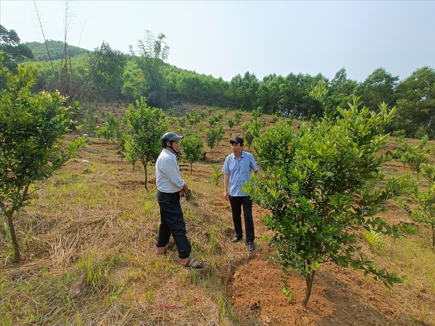 Đoàn công tác thăm mô hình trồng cây ăn trái tại thôn Làng Giữa, xã Long Môn (Minh Long)