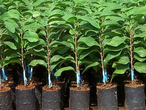 (Tổng hợp) Kỹ thuật trồng và chăm sóc cây mãng cầu xiêm 1