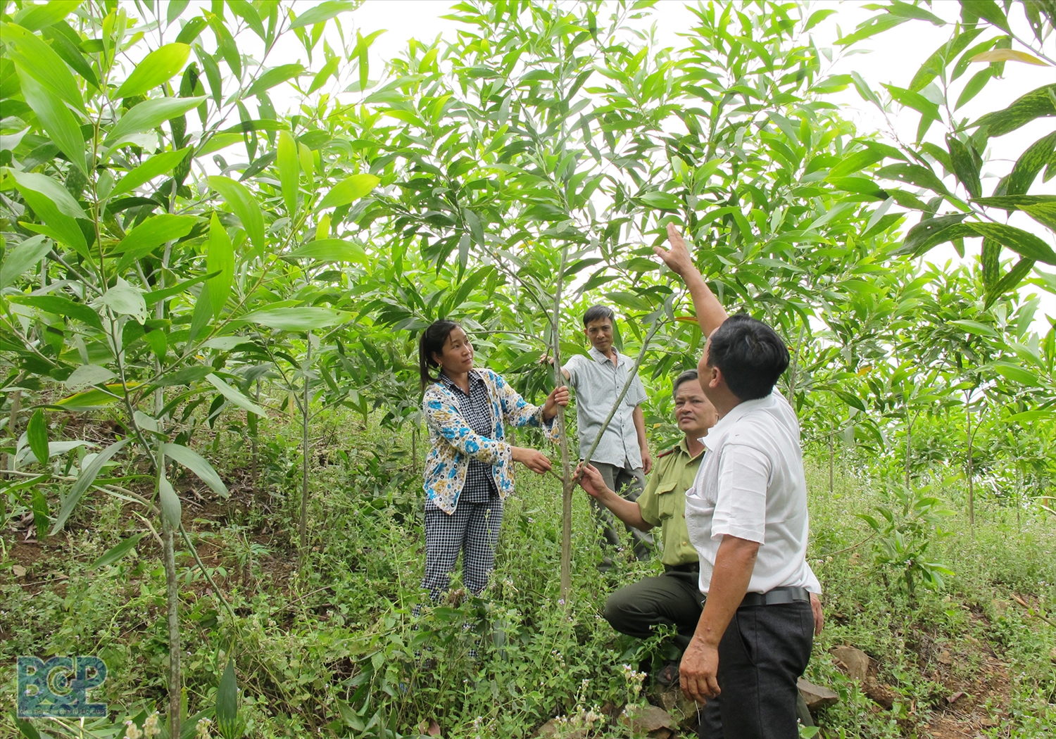 Tỉnh Quảng Ngãi sẽ tập trung hỗ trợ người dân phát triển sản xuất nông, lâm nghiệp bền vững