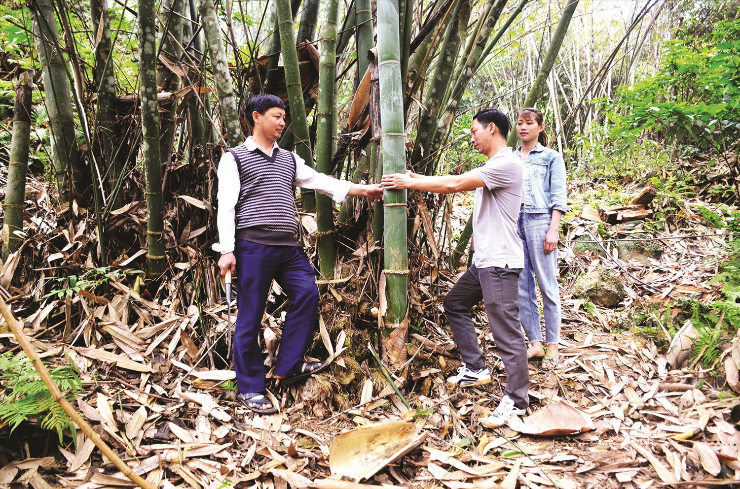Anh Phùng Văn Quang (bên trái) đang giới thiệu về vườn măng Bát Độ của gia đình.