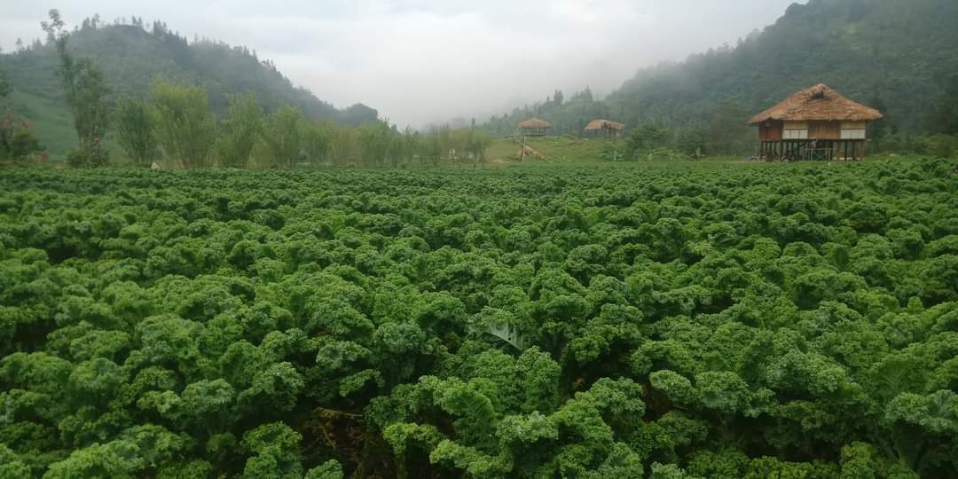 Cải kale được trồng tại nông trại