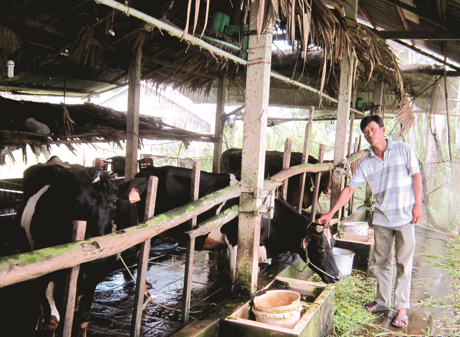 Cựu chiến binh Trần Văn Chiến ở ấp An Hòa, xã Thạnh Thới An (huyện Trần Đề) đang chăm sóc đàn bò của gia đình.