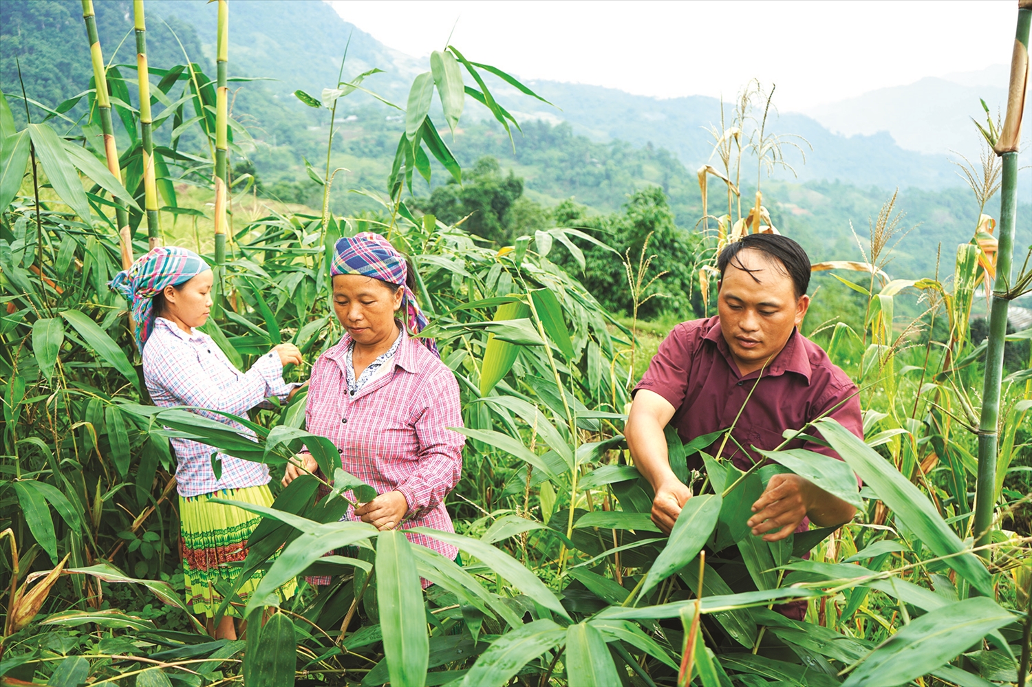 Đồng bào Mông ở xã Sơn Phú trồng tre để phát triển kinh tế.