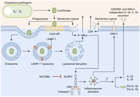 Hình minh họa protein NLRP3 có khả năng phát hiện các độc tố của virus gây hoại tử. (Nguồn: EMBO reports)