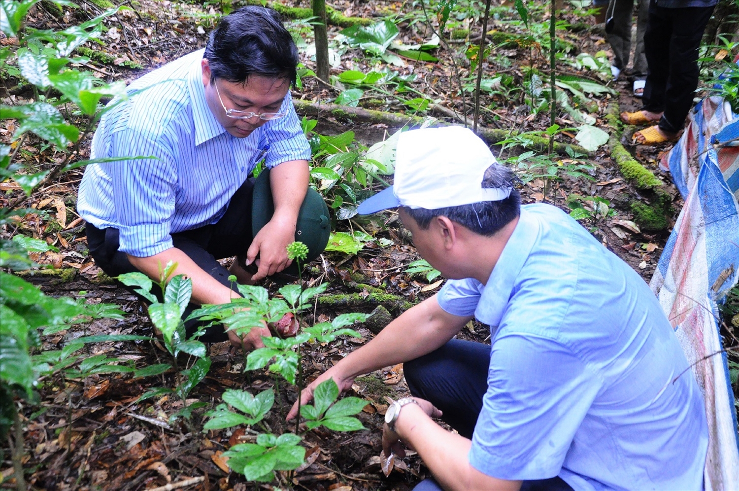 Lãnh đạo huyện Nam Trà My thăm vùng ươm trồng cây dược liệu sâm Ngọc Linh
