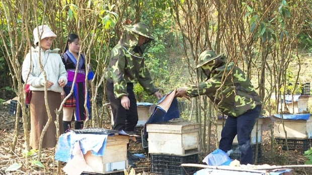 Thanh niên dân tộc thiểu số ở huyện Phong Thổ (Lai Châu) tham gia mô hình nuôi ong. (Nguồn: Plan International)