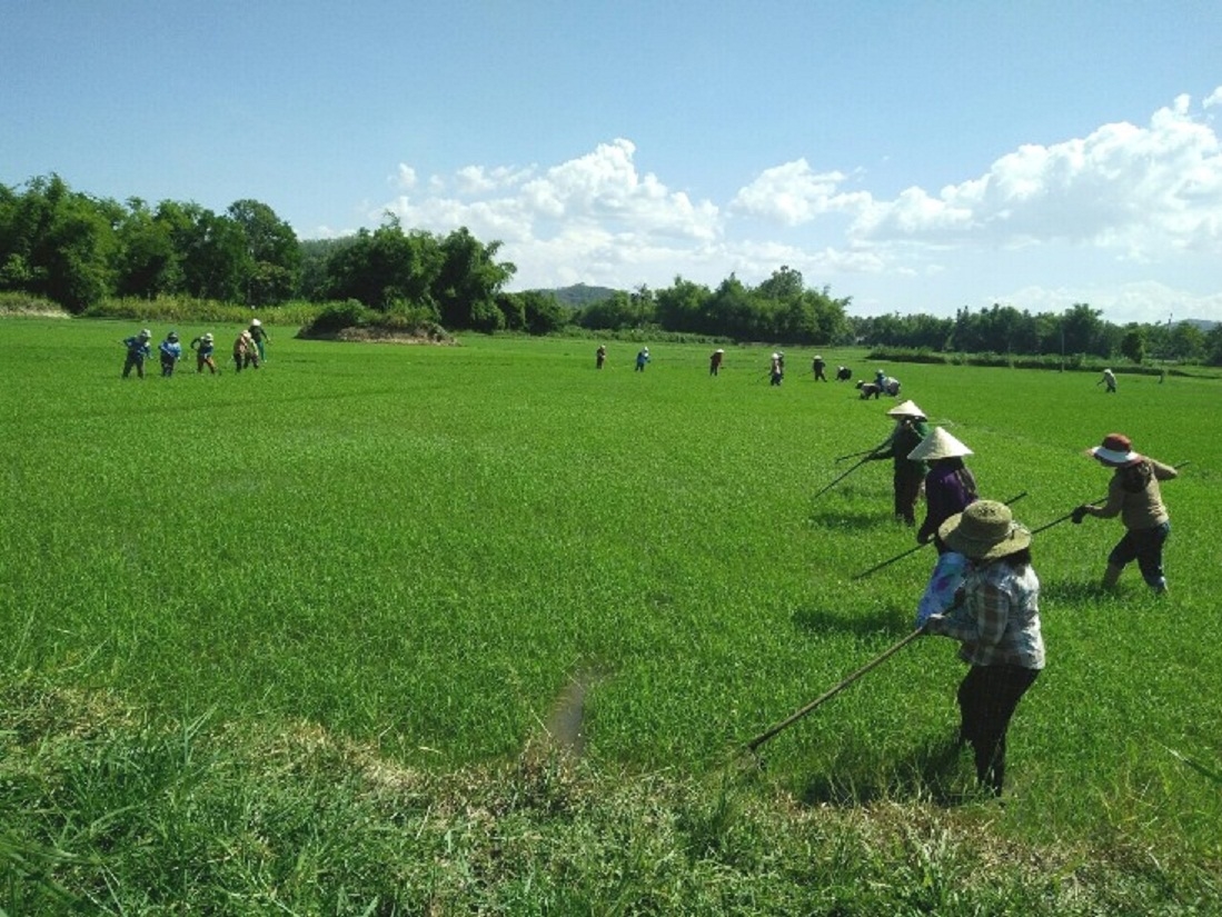 Người dân miền núi Phú Yên dần nắm vũng kỹ thuật trồng lúa nước
