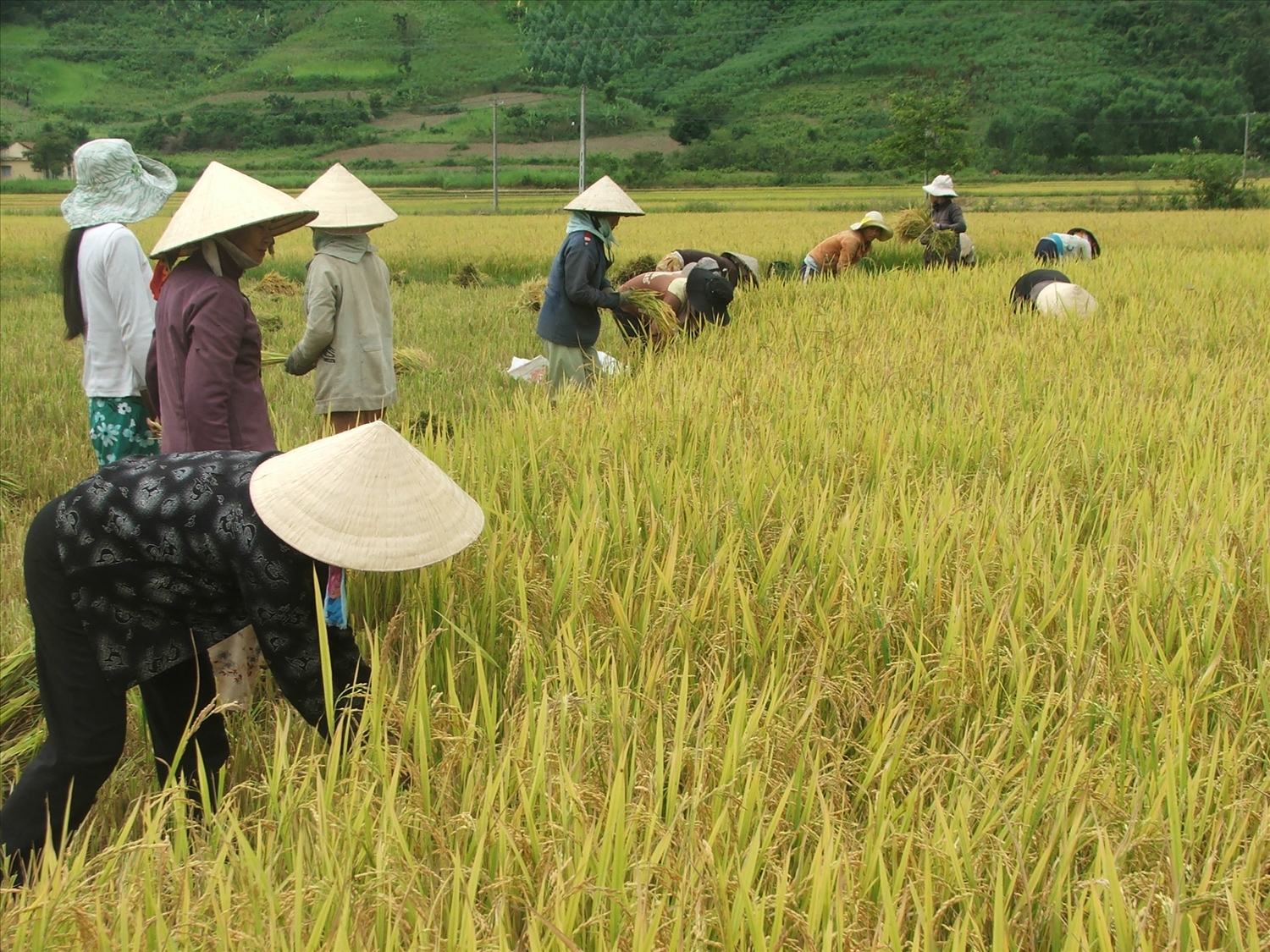 Những vụ lúa nước bội thu ở miền núi Phú Yên