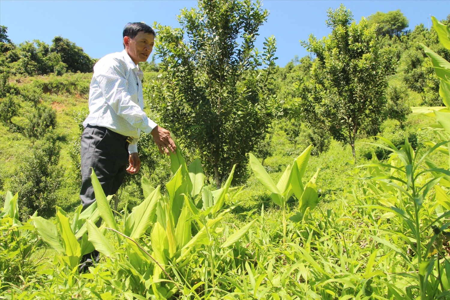 Thực hiện Nghị quyết “Tam nông”, tỉnh Quảng Ngãi đề ra mục tiêu đến năm 2025, tốc độ tăng trưởng ngành nông nghiệp của tỉnh đạt bình quân 4 - 5%/năm. (Trong ảnh: Trồng mắc ca ở miền núi Quảng Ngãi)