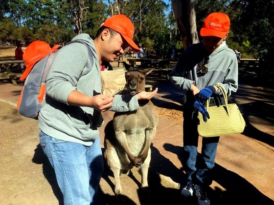 Khách Việt Nam thích thú chụp ảnh cùng chuột túi tại Australia. Ảnh: TSTtourist