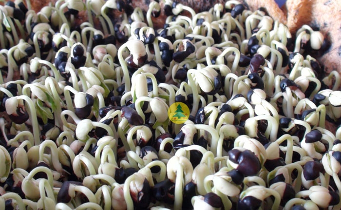 (Tổng hợp) Cách trồng đậu đen đạt năng suất cao 2