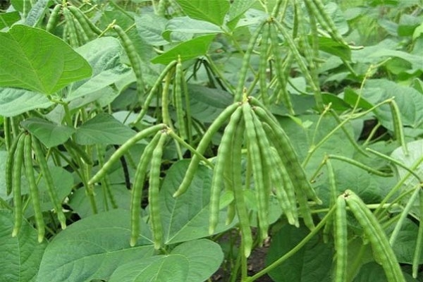 Đậu đen là loại hạt có nhiều tác dụng với sức khỏe và thường xuyên được sử dụng trong các bữa ăn hằng ngày.