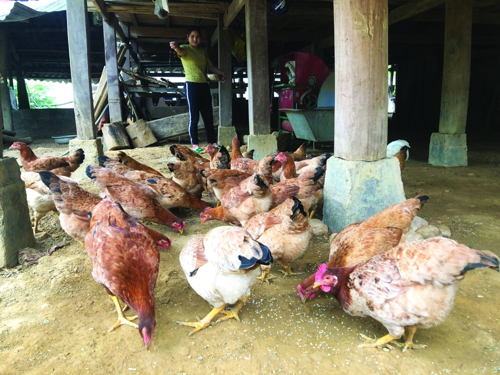 Mô hình nuôi gà hữu cơ giúp nhiều hộ dân thoát nghèo trên địa bàn huyện Bảo Lâm.