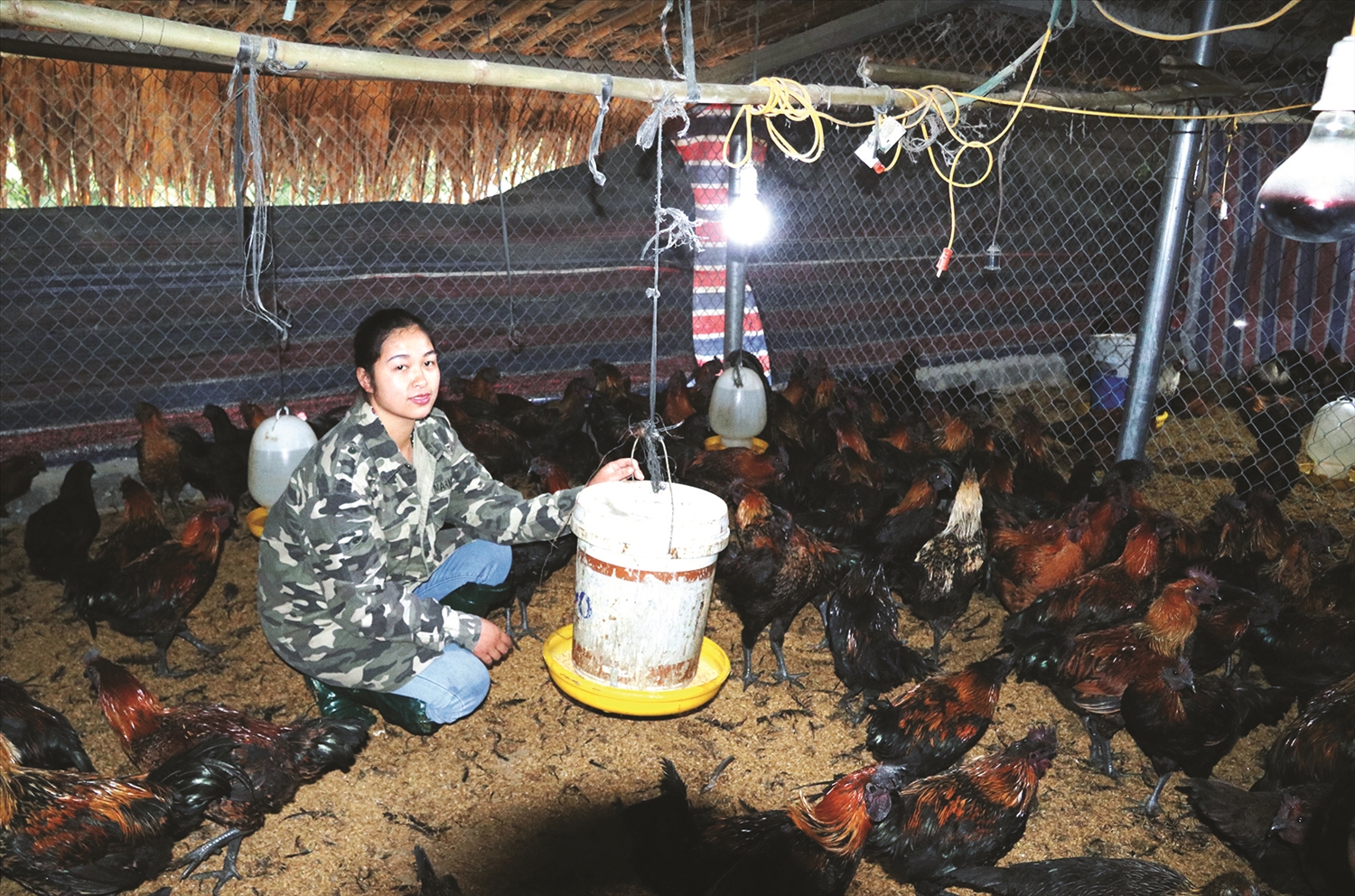 Chuồng trại chăn nuôi gà xương đen của chị Vi Thị Ngoan. 