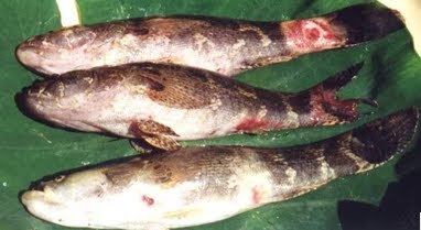 (Tổng hợp) Các biện pháp phòng và trị bệnh cho cá bống tượng 2