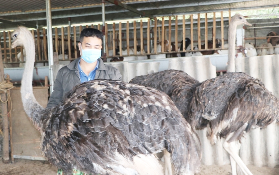 Anh Nguyễn Văn Khiêm (SN 1981) ở xã Giáp Sơn, huyện Lục Ngạn đã thành công với mô hình chăn nuôi đà điểu