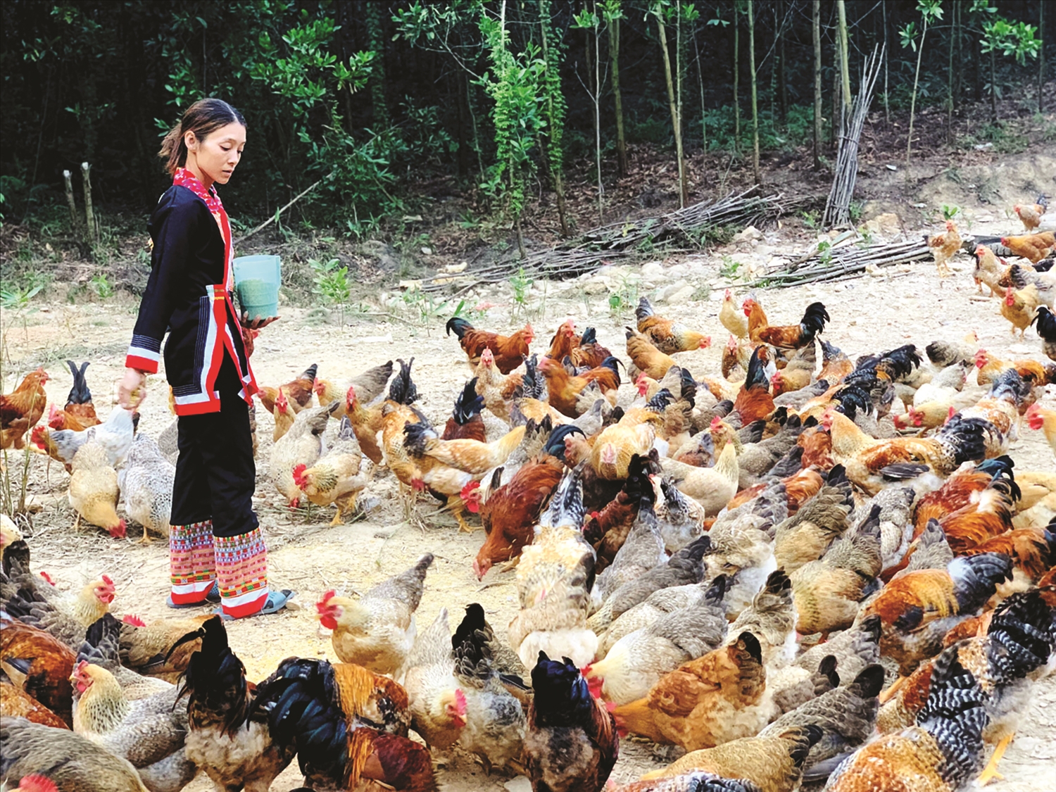 Chị Dương Xám Múi lựa chọn chăn nuôi gà bản Đầm Hà để thoát nghèo.