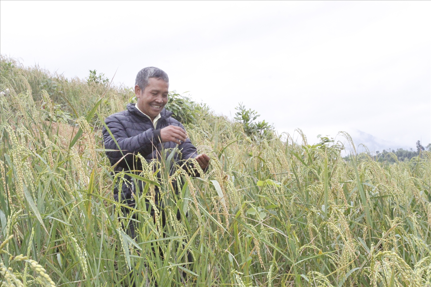 Tận dụng nguồn nguyên liệu sẵn có ở địa phương, gia đình chị Ao Thị Như Ý, ở thị trấn Trà Xuân đã khởi nghiệp với mô hình nuôi đông trùng hạ thảo từ gạo lúa rẫy