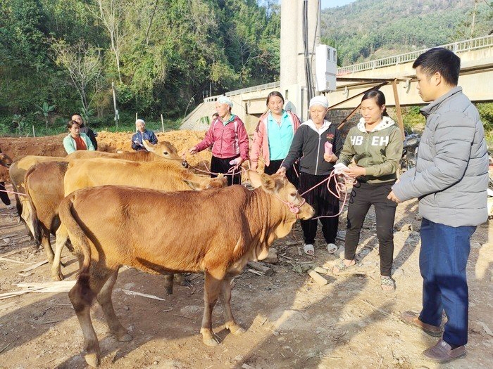 Các hộ nghèo tại xã bằng Thanh, huyện Pắc Nặm, tỉnh Bắc Kạn được hỗ trợ bò giống sinh sản địa phương