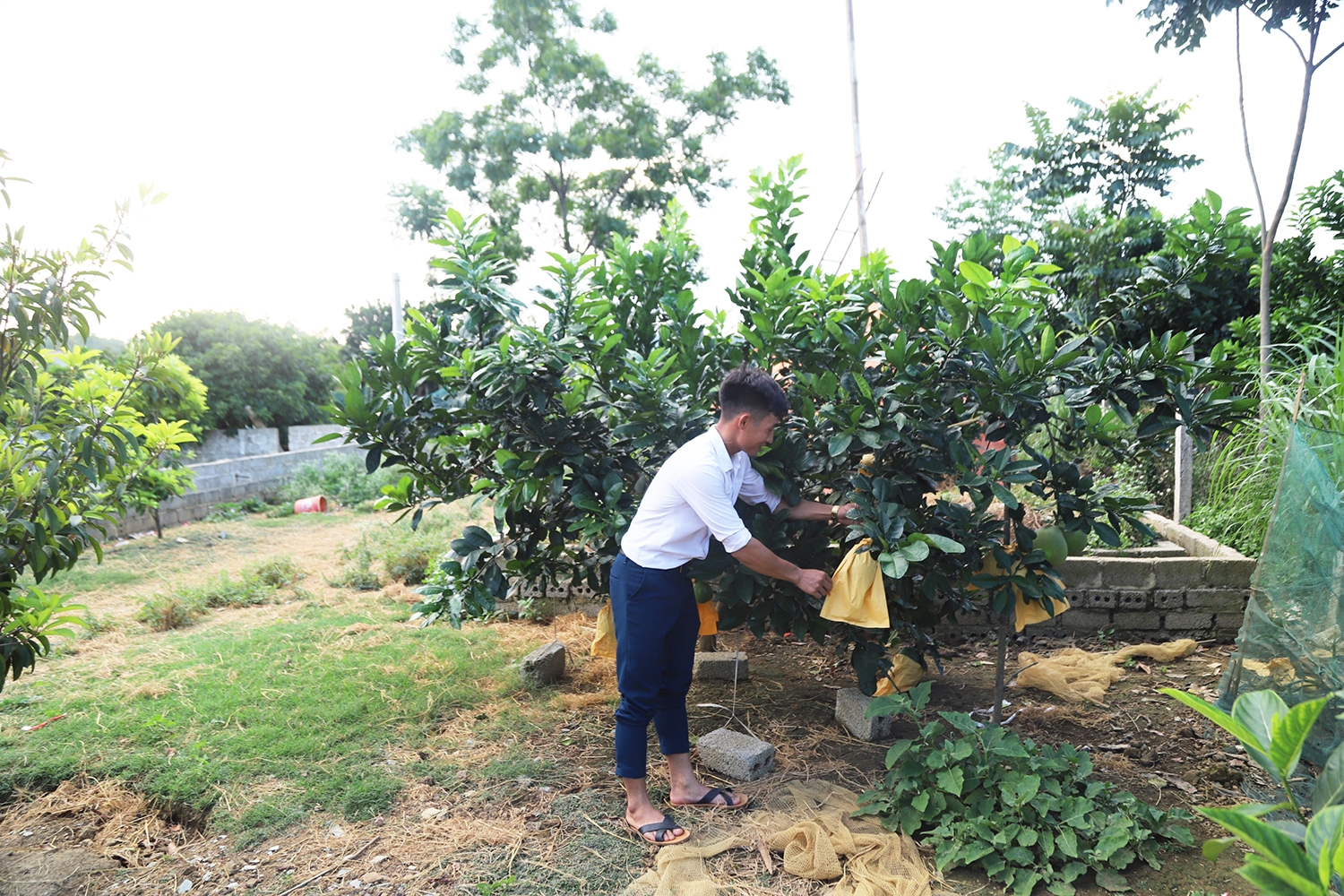 Mô hình phát triển kinh tế từ cây ăn quả ở xã Đức Long, Nho Quan, Ninh Bình