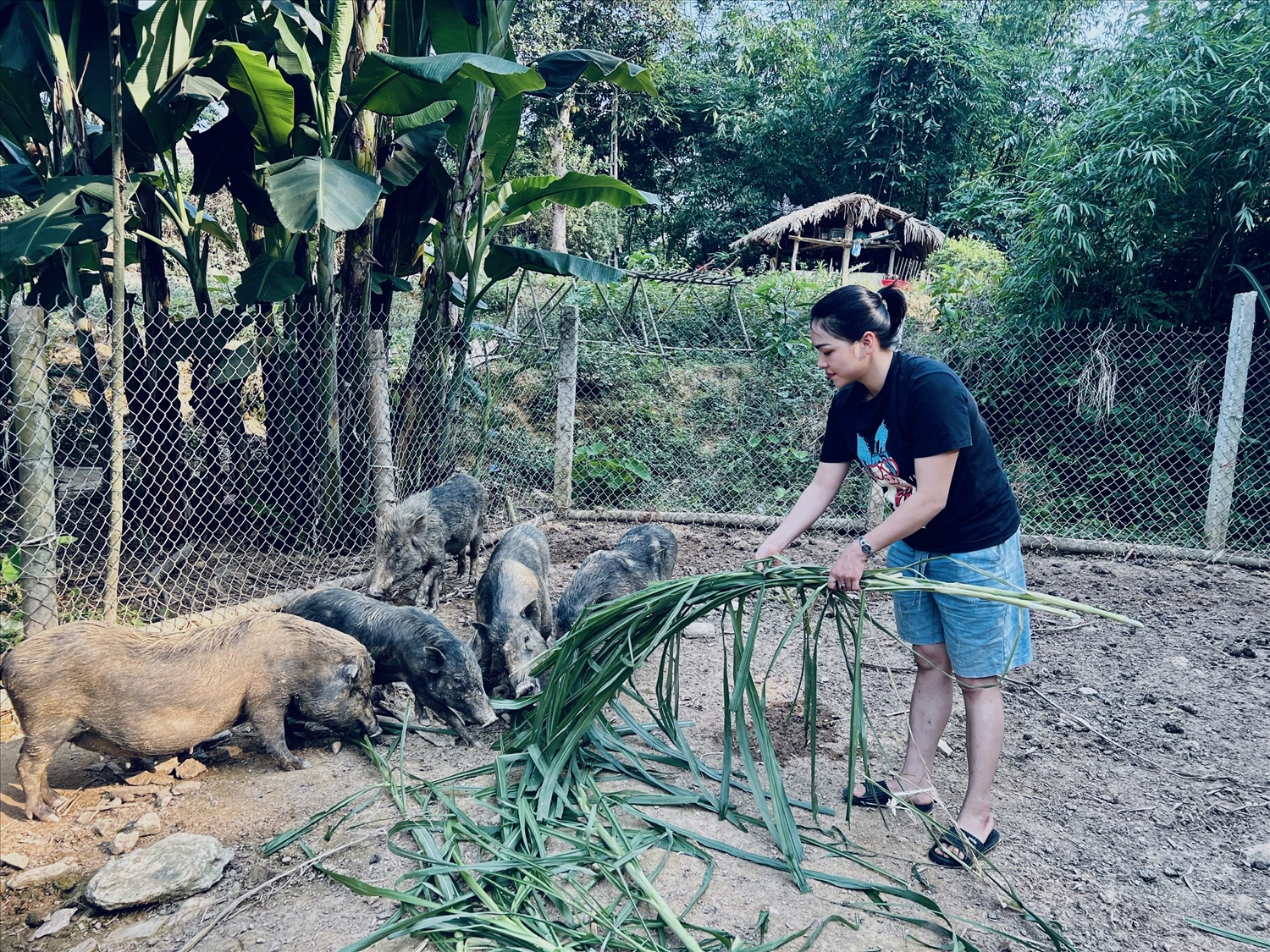 Trang trại chăn nuôi lợn đen của chị Đỗ Thị Chiều, thôn Đồng Cướm, xã Trung Sơn (huyện Yên Sơn).