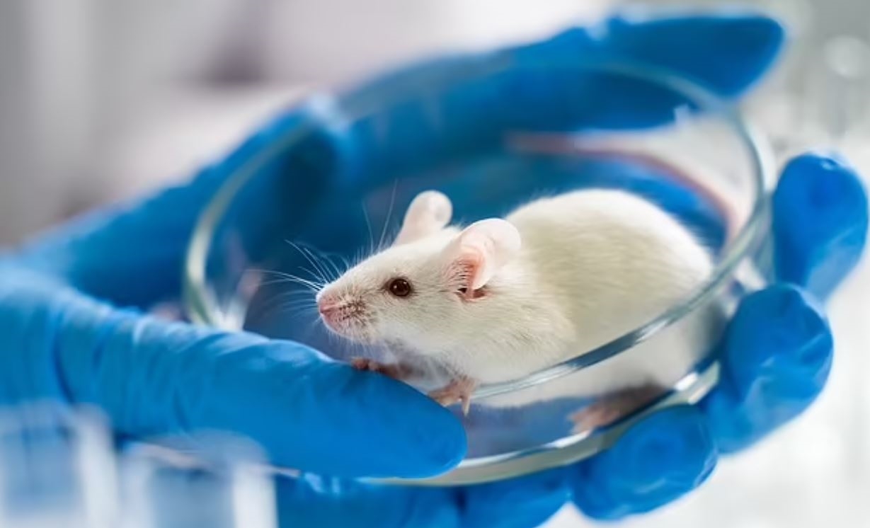Nghiên cứu đã so sánh giữa những con chuột sống trong môi trường oxy bình thường và ở nồng độ 11% giống như trên núi cao. Ảnh minh họa: Shutterstock