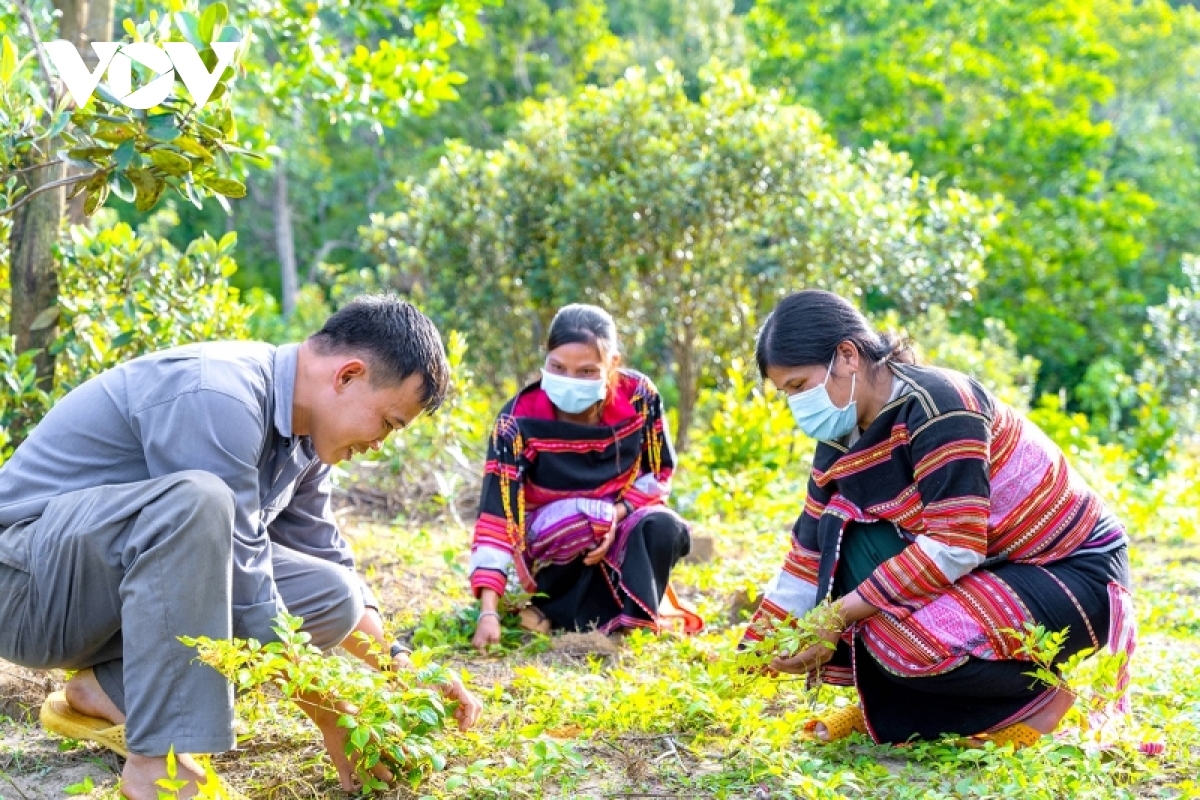 Phát triển cây dược liệu dưới tán rừng là một định hướng chính sách đúng đắn. (Trong ảnh: Đồng bào dân tộc Ba Na ở huyện An Lão, Bình Định trồng chè dưới tán rừng - Ảnh: VOV)