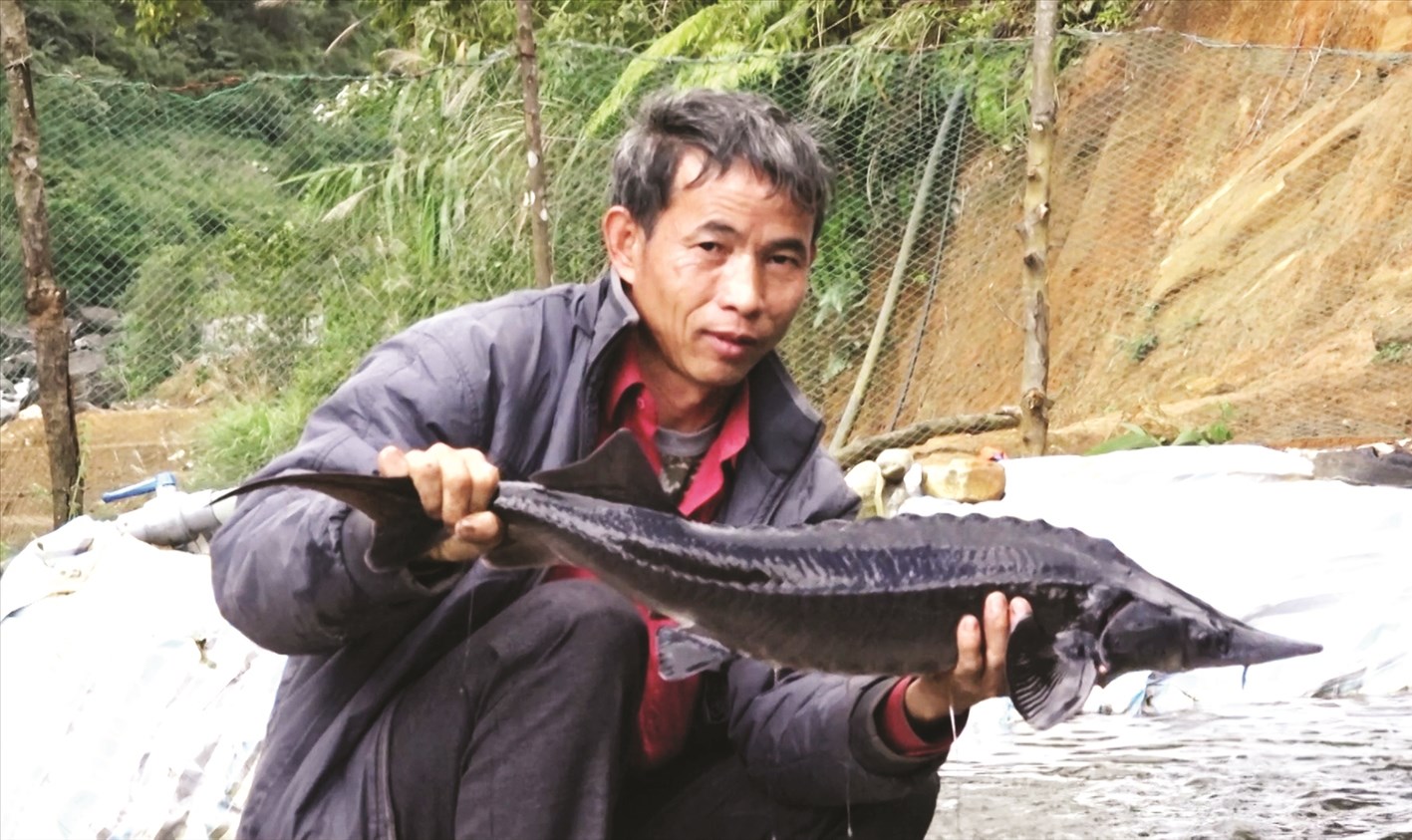  Từ nuôi cá nước lạnh, nhiều gia đình ở bản Chu Va 6 có thu nhập hàng trăm triệu đồng.