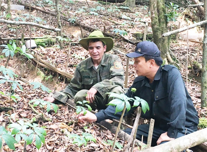 Tham gia lớp tập huấn giúp đồng bào Xơ Đăng nắm vững quy trình chăm sóc cây Sâm Ngọc Linh
