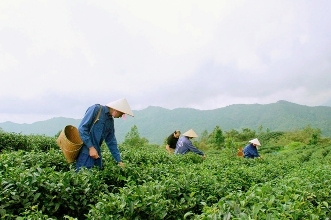 Khí hậu và thổ nhưỡng của Cao Bằng phù hợp để trồng nhiều loại nông sản có giá trị kinh tế cao.