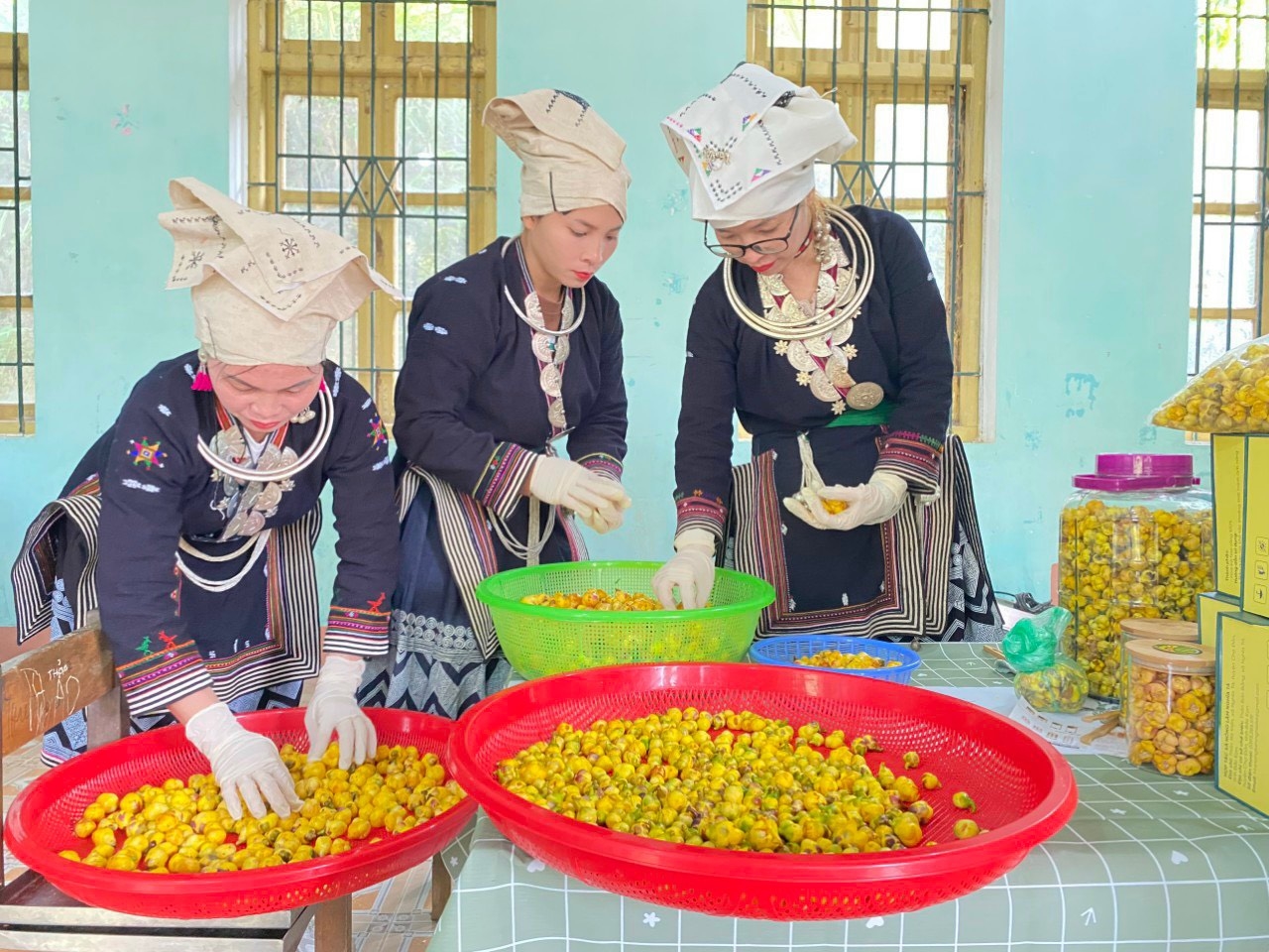 Chế biến trà hoa vàng tại HTX nông lâm Nghĩa Tá, huyện Chợ Đồn.