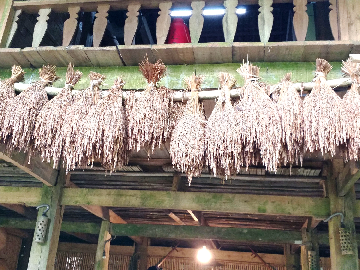 Đồng bào vùng cao treo lúa nếp thành từng chùm sau mùa gặt trên gác nhà. 