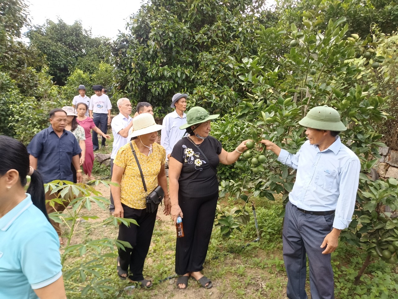 Đoàn thăm mô hình trồng kinh tế hiệu quả tại thị trấn Tiên Kỳ, huyện Tiên Phước, tỉnh Quảng Nam.