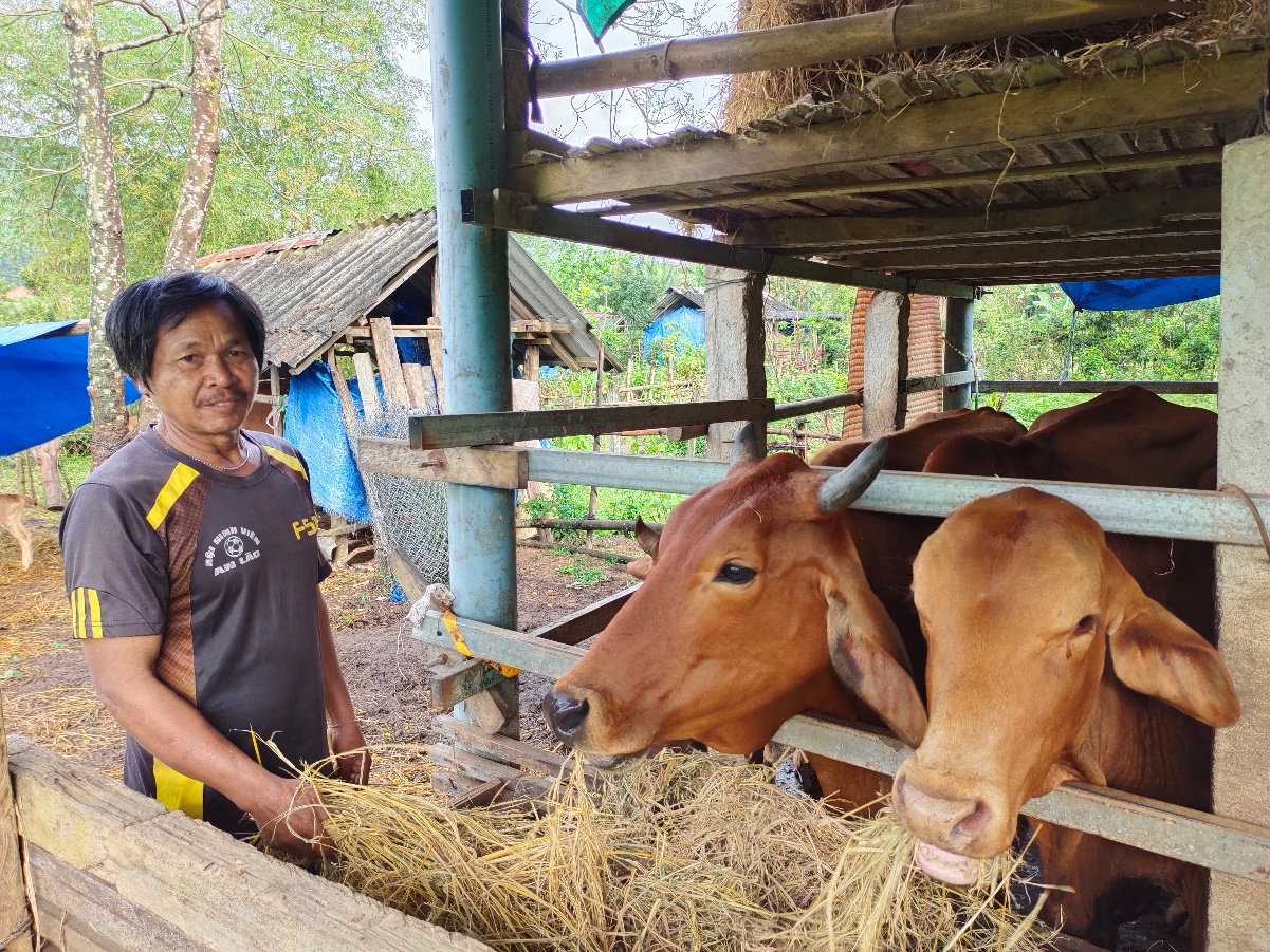 Ông Đinh Văn Gôn đang chăm sóc đàn bò của mình
