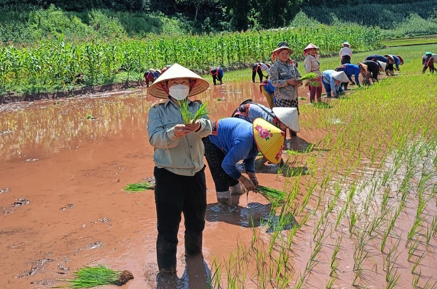 Bí thư Đảng ủy xã Sín Thầu - Pờ Mý Lế giúp người dân địa phương cấy lúa.